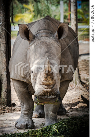 動物 サイ 正面 哺乳類の写真素材