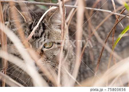 隠れる猫の写真素材