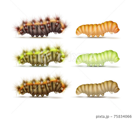 芋虫のイラスト素材