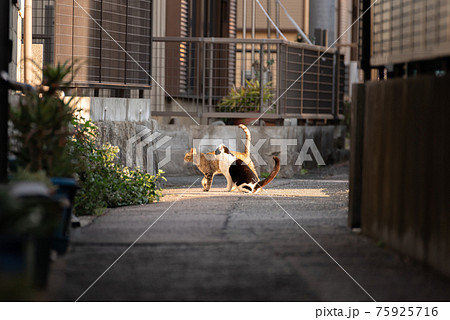 動物 猫 歩く 後ろ姿の写真素材