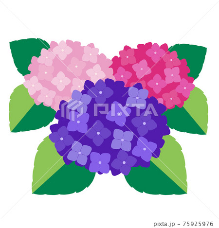 あじさい 紫陽花 花 はがき絵のイラスト素材