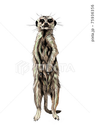動物 マングース かわいい イラストの写真素材