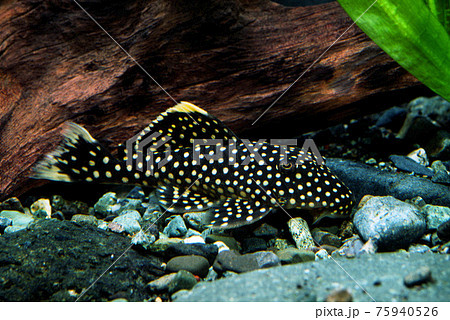 ナマズの仲間の写真素材