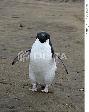 ペンギン 鳥 正面 くちばしの写真素材