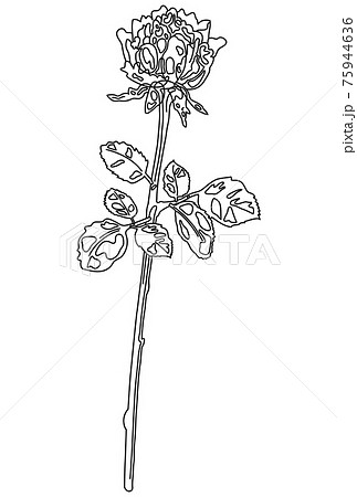 花 モノクロ 植物 一輪の写真素材