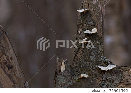 朽ちた木の写真素材 朽ちた木の写真素材