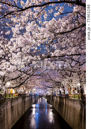 夜桜の写真素材