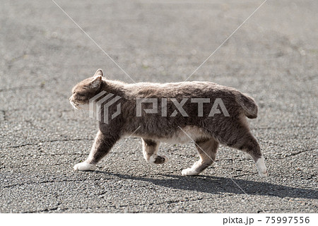 猫 ネコ 正面 歩くの写真素材