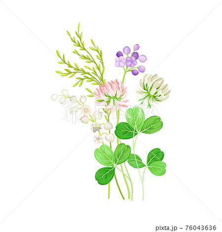 花 エリカ 植物 自然のイラスト素材