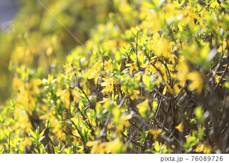 花 れんぎょう 植物 春の花の写真素材