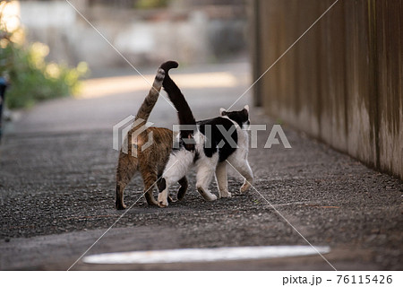 動物 猫 歩く 後ろ姿の写真素材