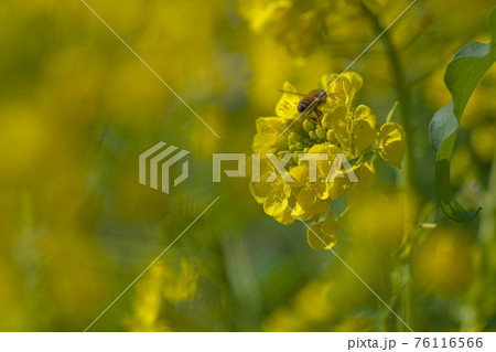 菜の花とミツバチの写真素材