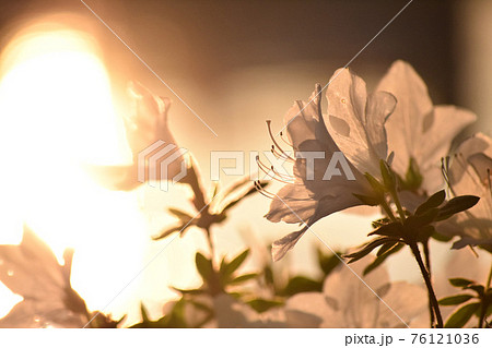 川辺 水辺 花 オレンジの花の写真素材