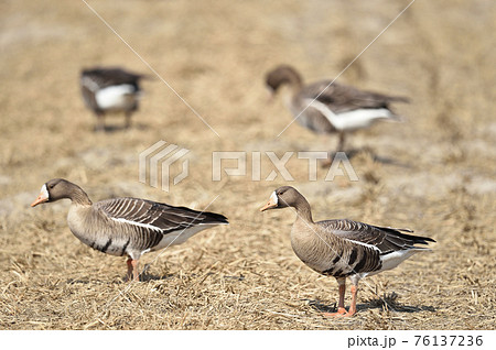 鳥 渡り鳥 ガン 雁の写真素材