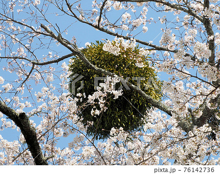 宿り木 桜 寄生 ヤドリギの写真素材