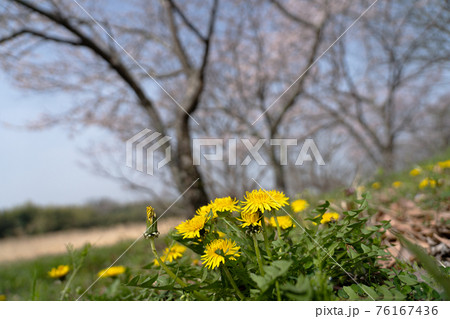 桜 サクラ 花びら 地面の写真素材