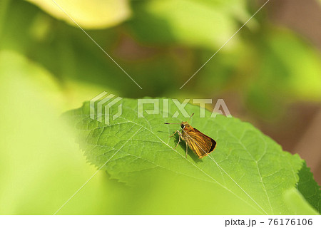 昆虫 蝶 セセリチョウ かわいいの写真素材