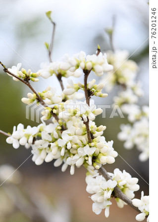 白蘇芳の花 木 すおうの写真素材