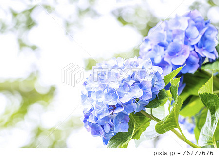 花 壁紙 紫陽花 梅雨の写真素材