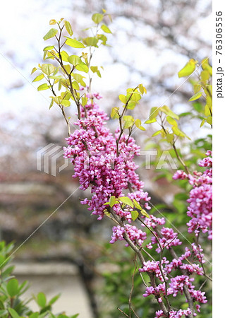 蘇芳花の写真素材