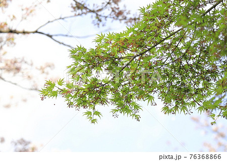 春のもみじの写真素材