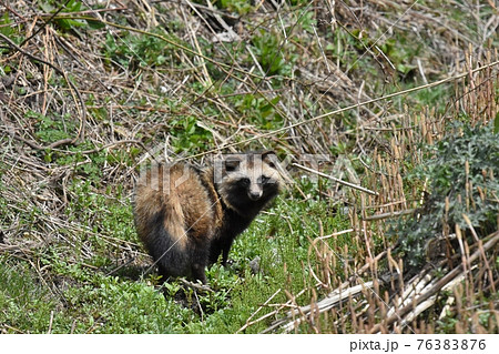 たぬき 狸 の写真素材集 ピクスタ