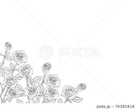 バラ つぼみ バラ園 バラの蕾のイラスト素材 Pixta