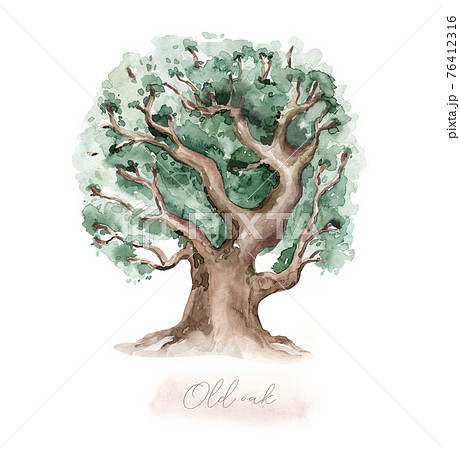 樹皮 きれい 綺麗 木の幹のイラスト素材