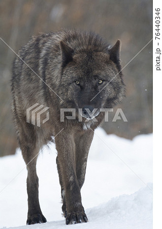 オオカミ 狼 の写真素材集 ピクスタ