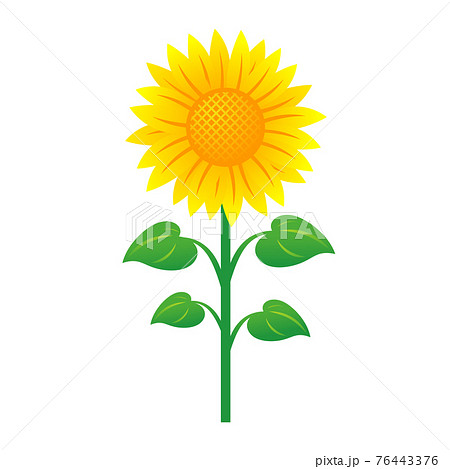 オレンジ色の花のイラスト素材