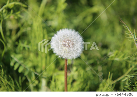 白い綿毛 植物の写真素材