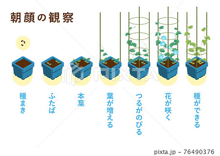 朝顔の葉っぱのイラスト素材