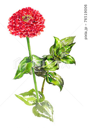 水彩 百日草 イラスト 赤色のイラスト素材 - PIXTA