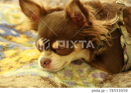 犬 Dog チワワ 寝顔の写真素材