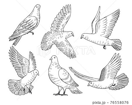 白い鳩のイラスト素材