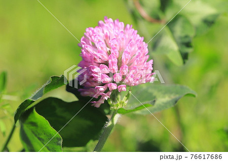赤紫の花 雑草 植物の写真素材