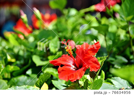 ハワイ 花の写真素材