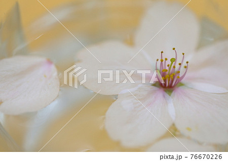 浮かせ花の写真素材