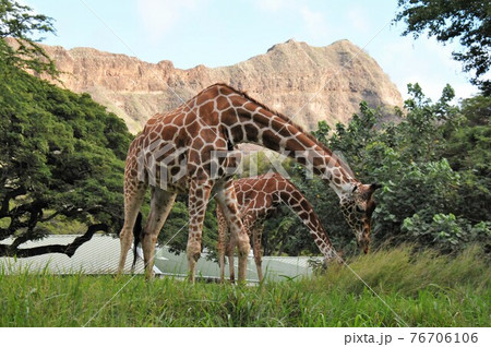 キリン 動物園 ハワイ ホノルルの写真素材