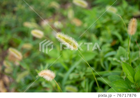 花 植物 エノコログサ 猫じゃらしの写真素材