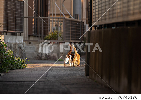 動物 猫 歩く 後ろ姿の写真素材