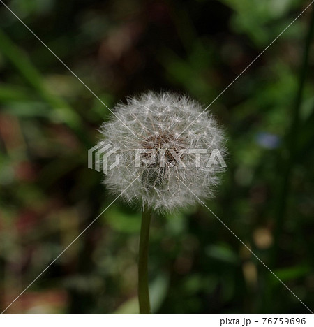 綿帽子 花の写真素材