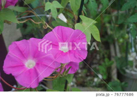 葉っぱ 壁紙 朝顔 花の写真素材