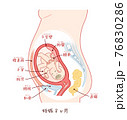 胎児の成長 妊娠4ヶ月 テキスト付きのイラスト素材