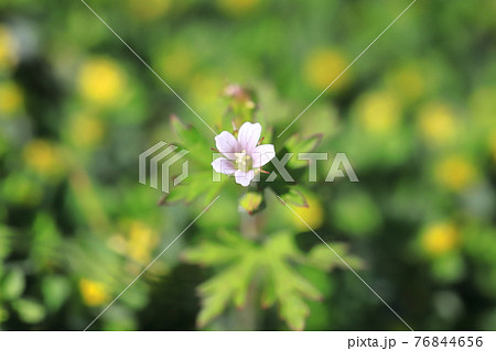 植物 雑草 白い花 小花の写真素材