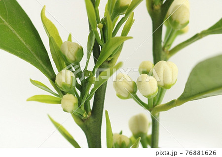 温州ミカンの花の写真素材