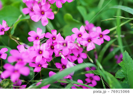 花 三つ葉の花 植物 白い花の写真素材