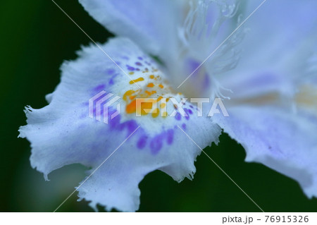 中国原産 花の写真素材