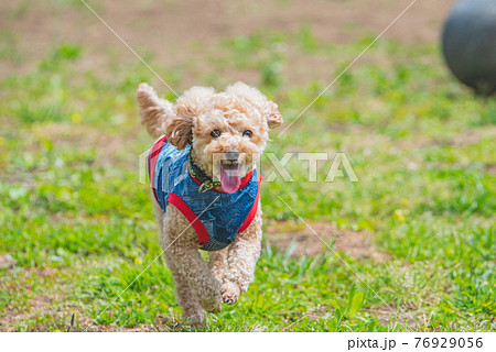 動物 犬 トイプードル 走るの写真素材