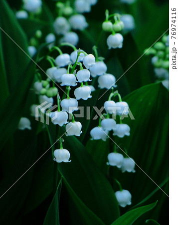 スズランに似た花の写真素材